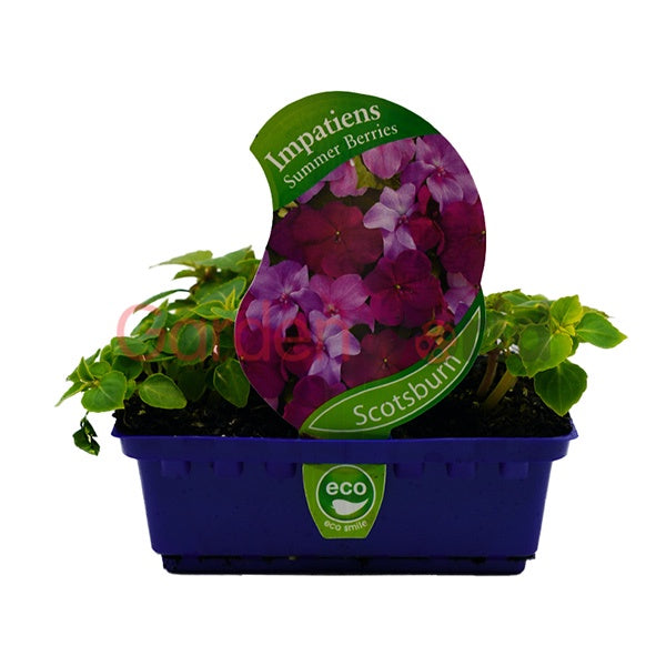 Impatiens Summer Berries Punnet