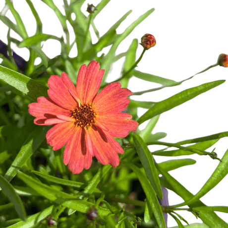 Coreopsis Rum Punch 14cm