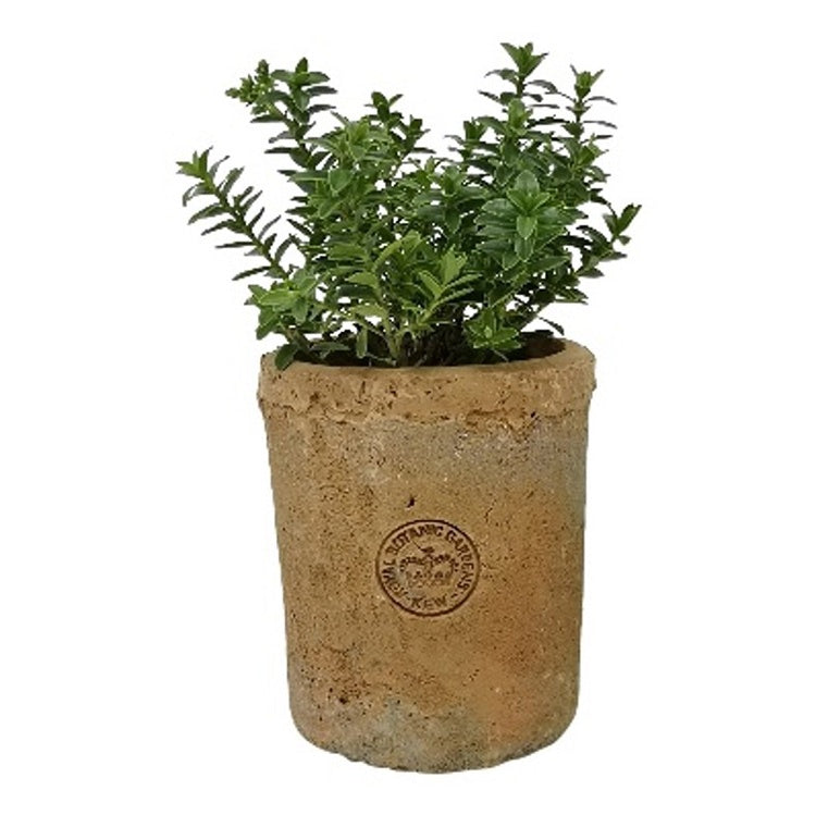 Kew Terra Cylinder Pot Antique Red