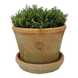 Kew Terra Pot Large 20 x 15cm