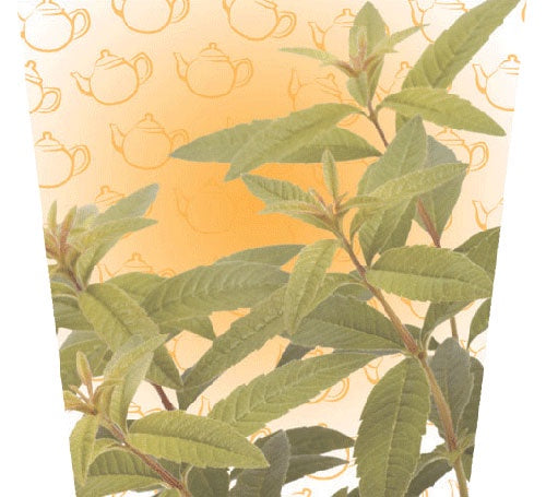 Lemon Verbena 10cm