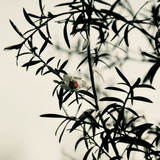Leptospermum Starry Night 33cm