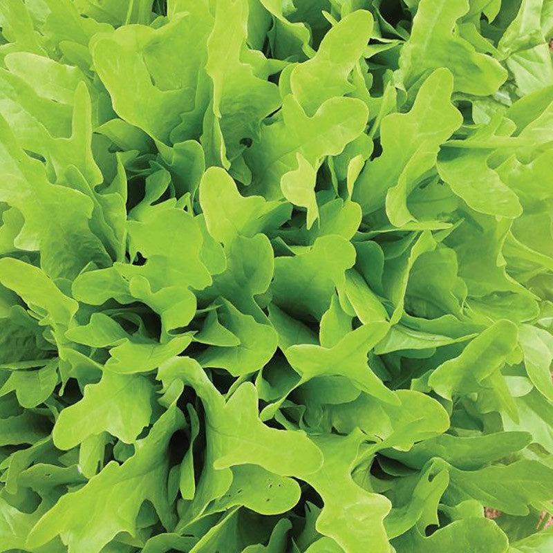 Lettuce Green Oakleaf Punnet