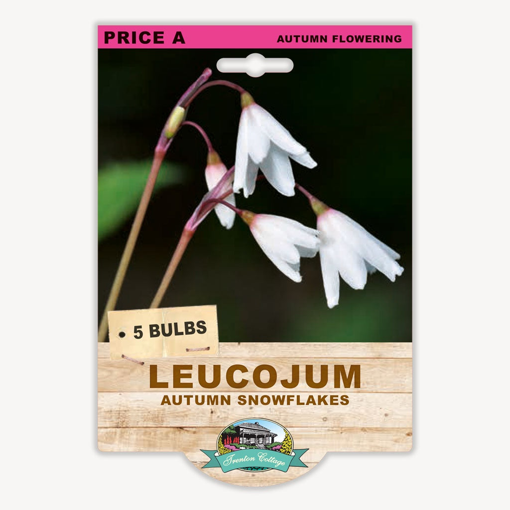 Leucojum Autumn Snowflakes - 5 Bulbs