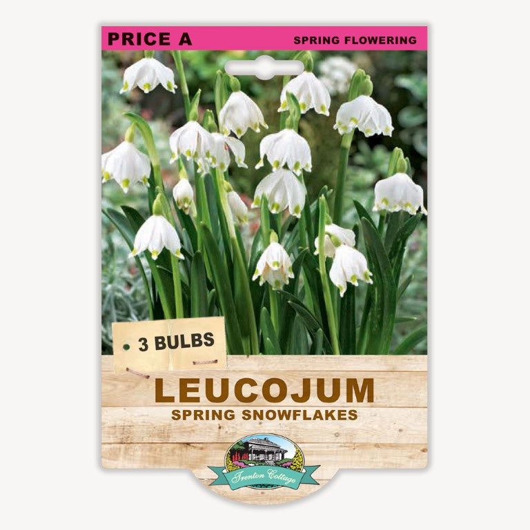 Leucojum Spring Snowflakes - 3 Bulbs