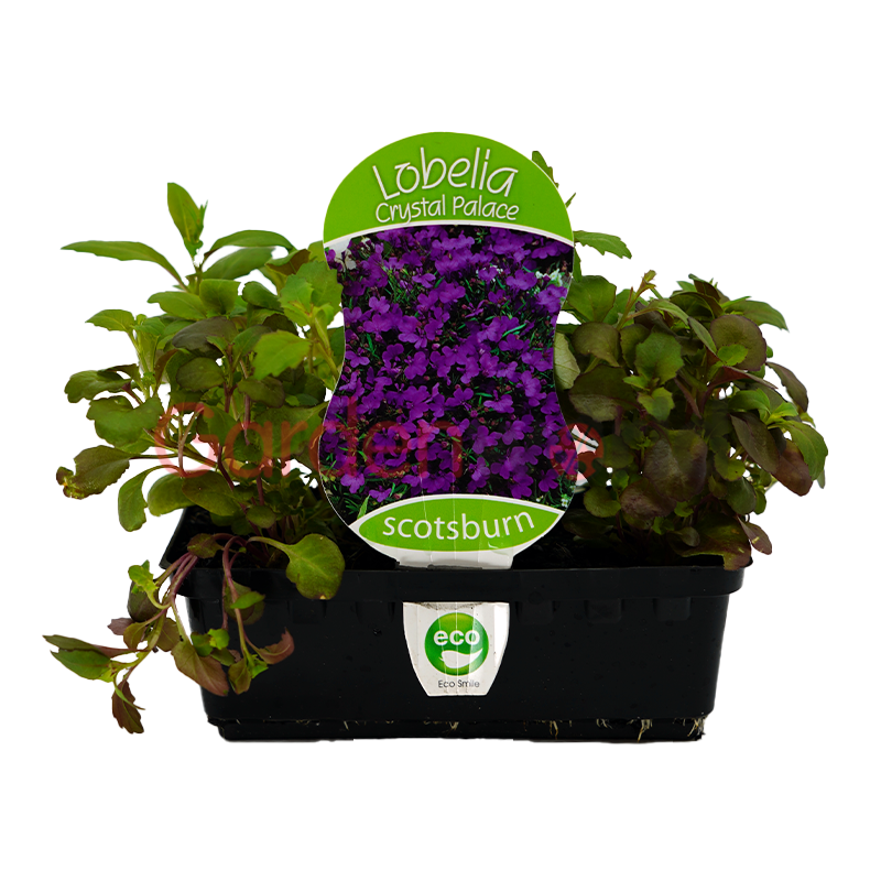 Lobelia Crystal Palace Punnet