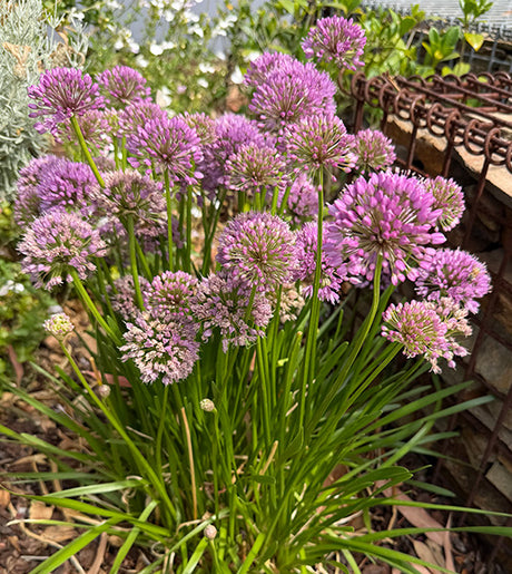 Allium Luna 14cm