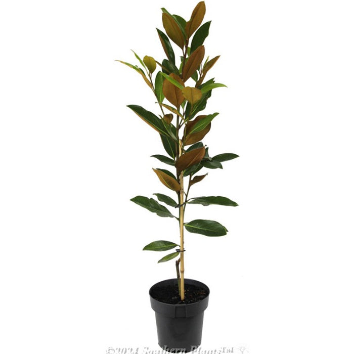 Magnolia grandiflora Little Gem 18cm