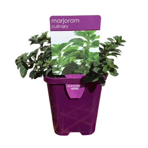 Marjoram 10cm