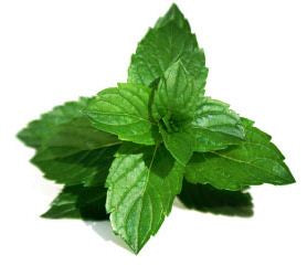 Mint Common 10cm