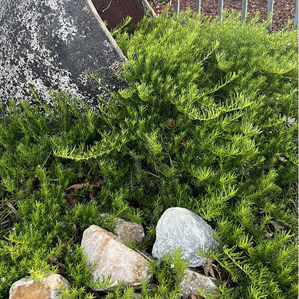Myoporum 'Fine Leaf White' 14cm - Southern Plants