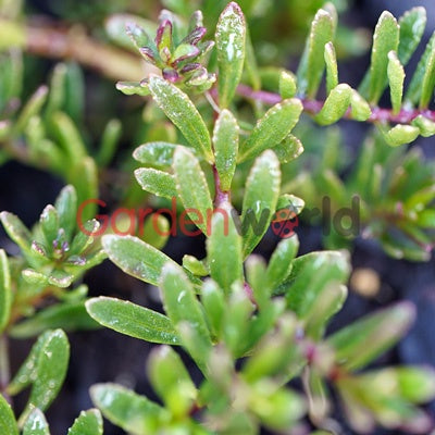 Myoporum 'Mat Pink' 14cm