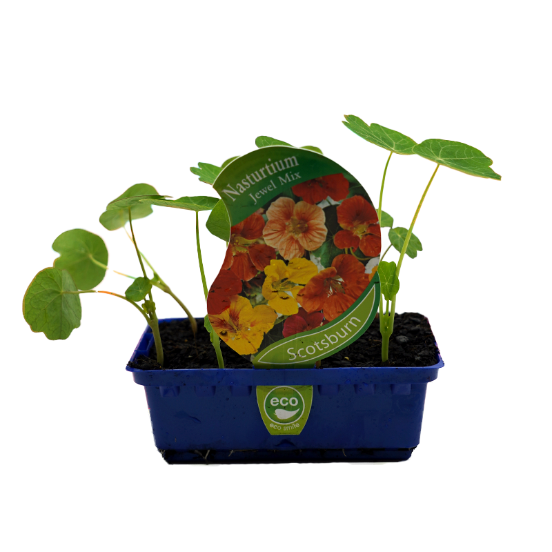 Nasturtium Jewel Mix Punnet