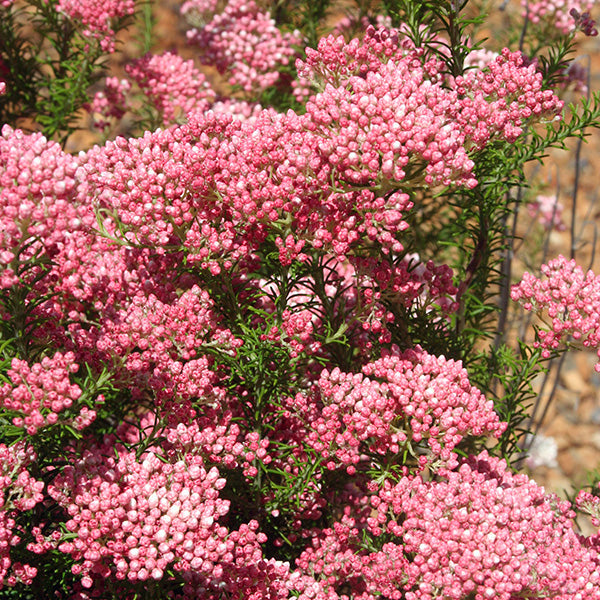 Ozothamnus Red Gingham 14cm