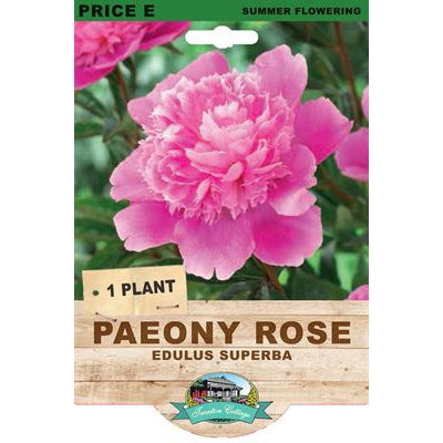 Peony Rose Edulis Superba - 1 Plant