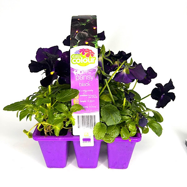 Pansy Black - Easy Colour