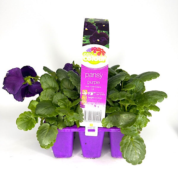 Pansy Purple
