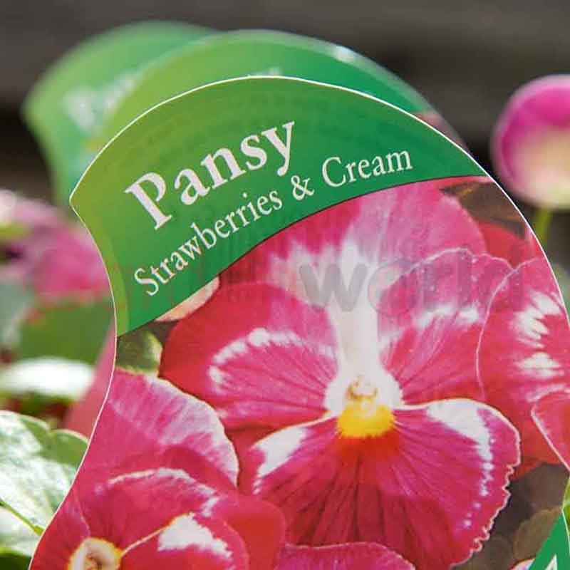 Pansy Strawberries & Cream Punnet