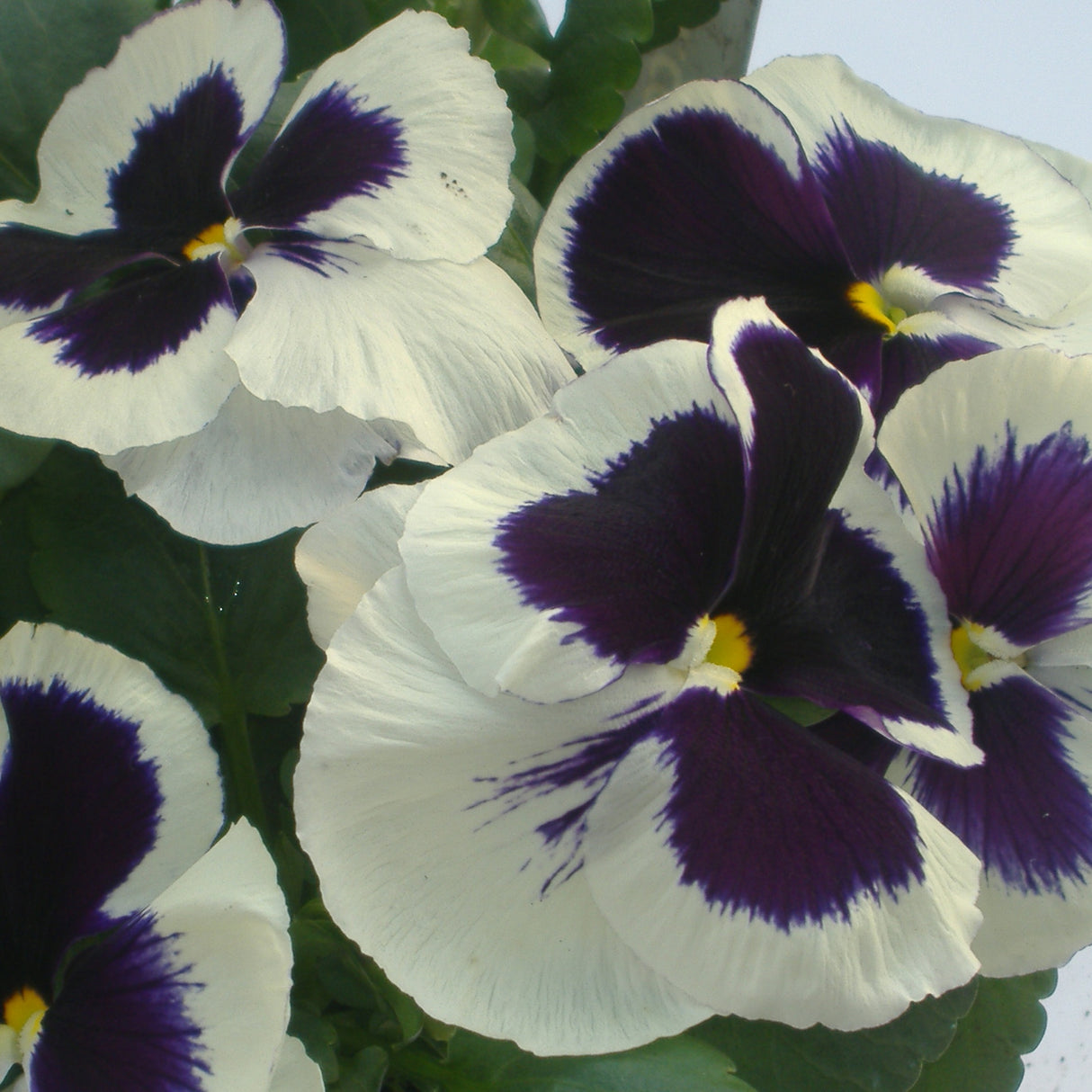 Pansy White With Face