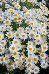 Rhodanthe Paper Star 14cm