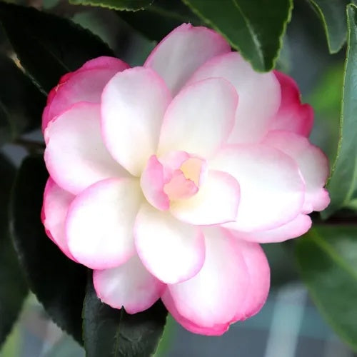 Camellia Paradise Blush 25cm