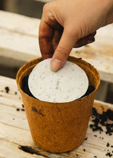 Parsley Plain Leaved Seed Mat