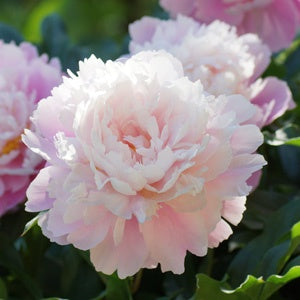 Peony Rose Marguerite Gerard - 1 Plant