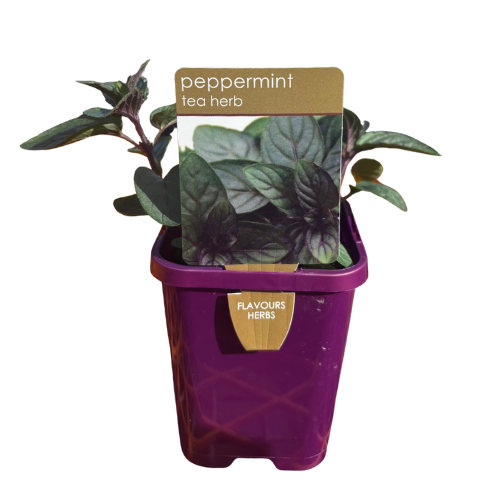 Peppermint 10cm