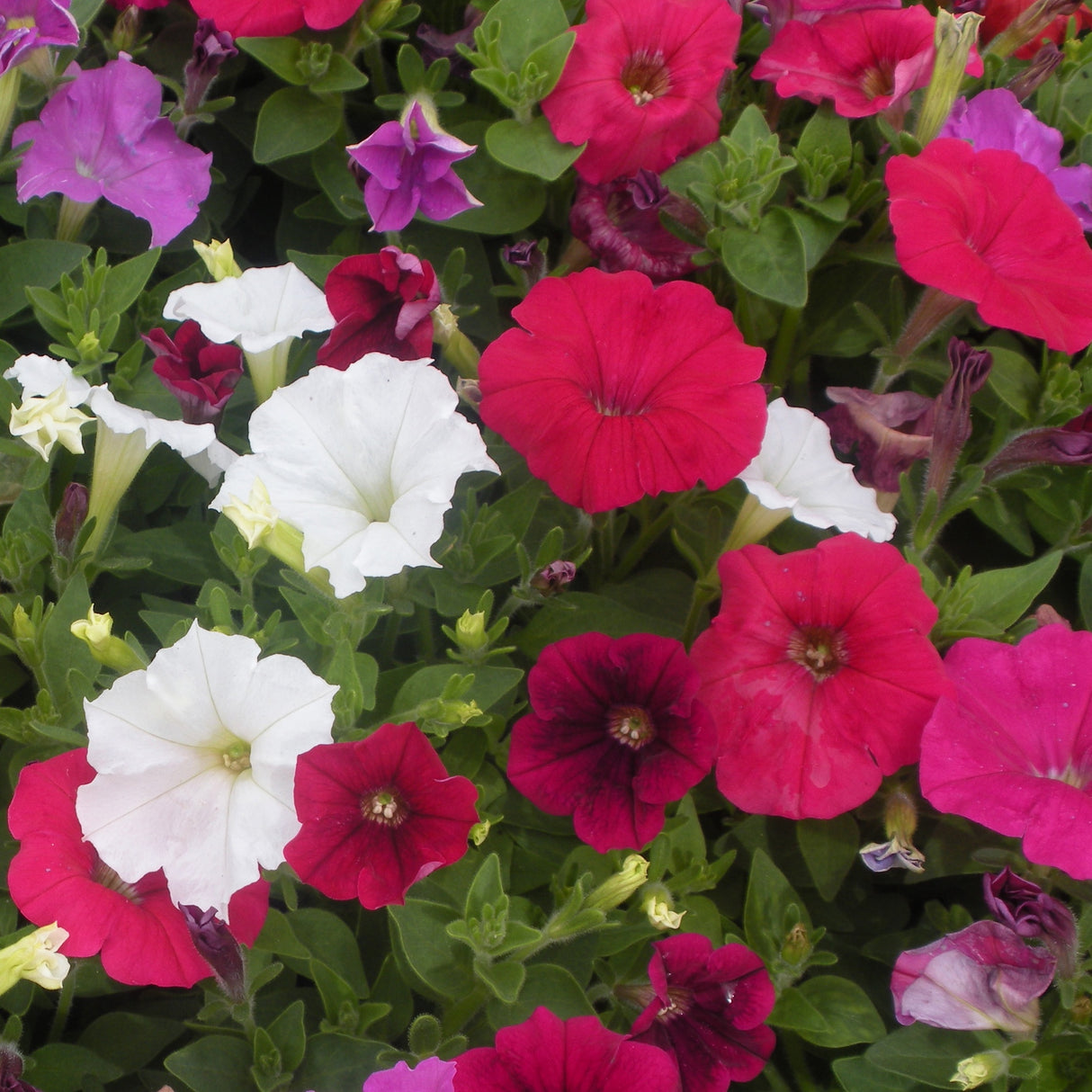 Petunia Mini Mix