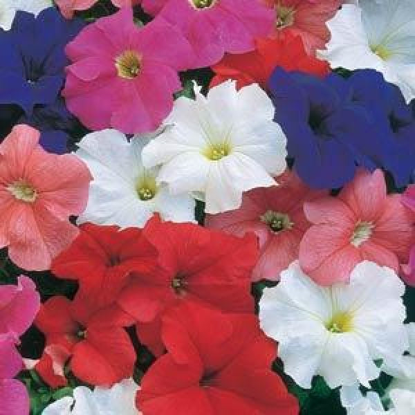 Petunia Super Colour Parade - Pack of 4