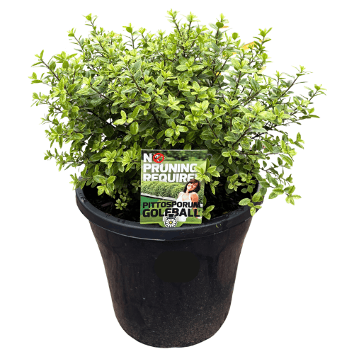 Pittosporum Golf Ball 20cm