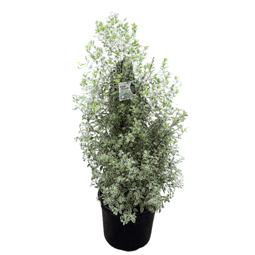 Pittosporum Snow Leopard 30cm