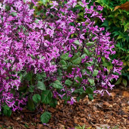Plectranthus Mona Pink 14cm