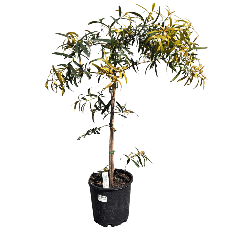 Plum Illawarra 20cm