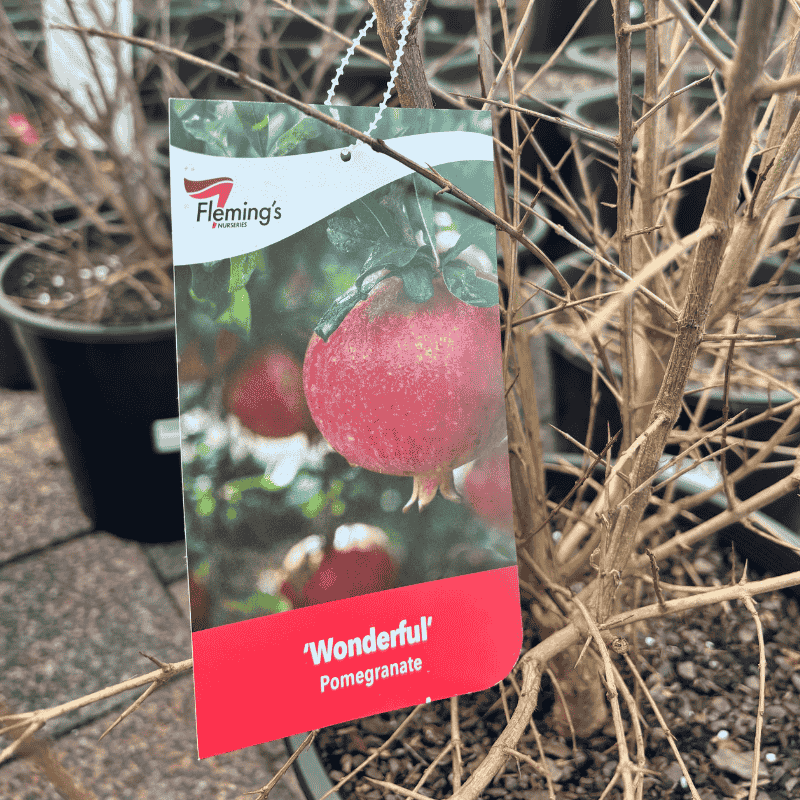 Pomegranate Wonderful