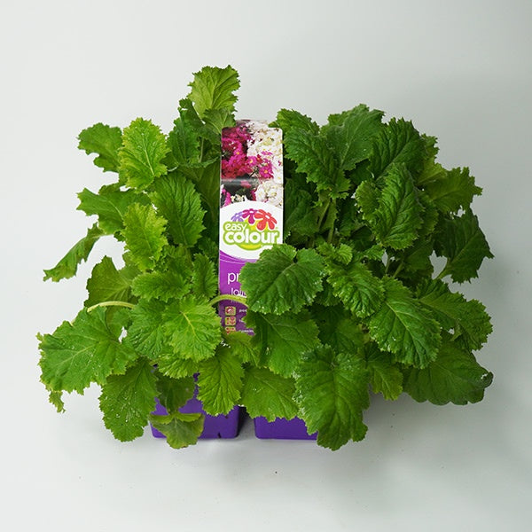 Primula Lollipops