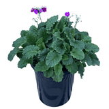 Primula Malacoides Mix 20cm