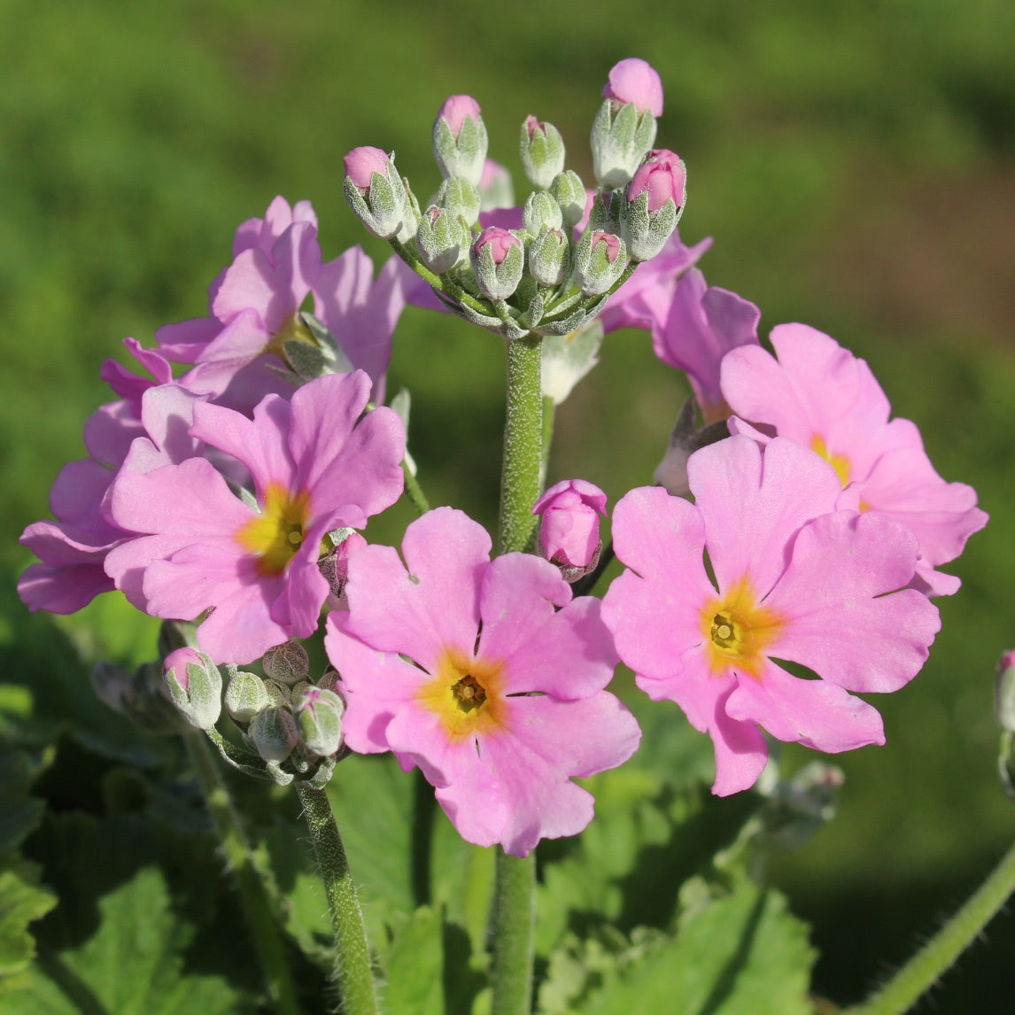 Primula Pink