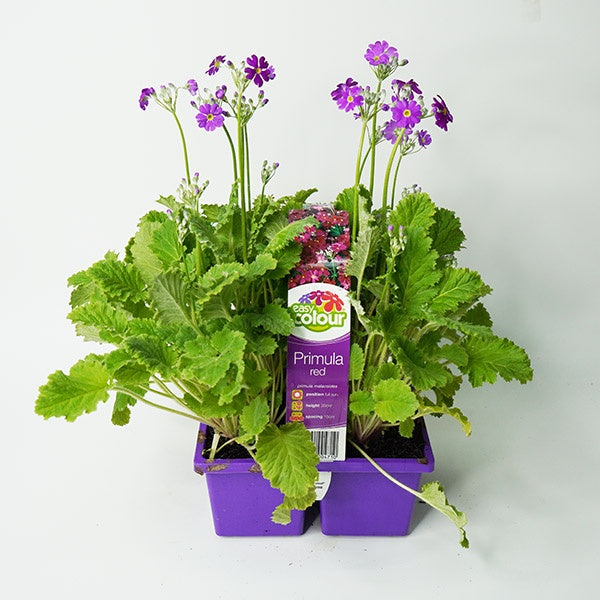 Primula Red