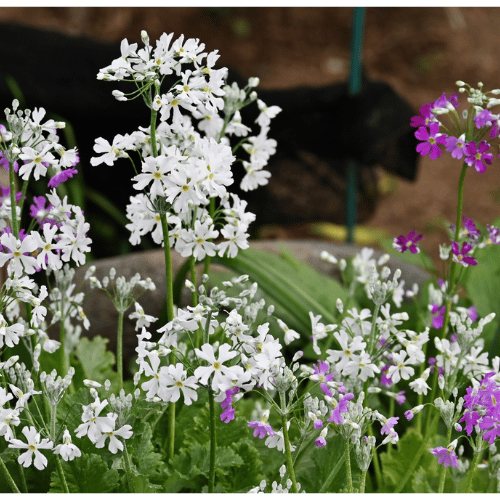 Primula Malacoides Mix 20cm