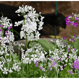 Primula Malacoides Mix 20cm