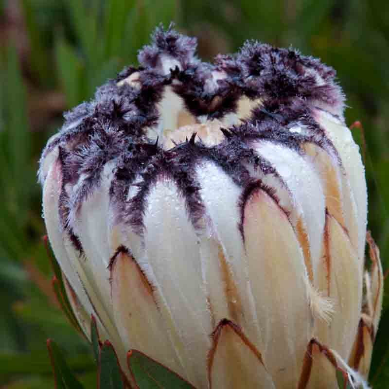 Protea 'Cream Mink' 14cm