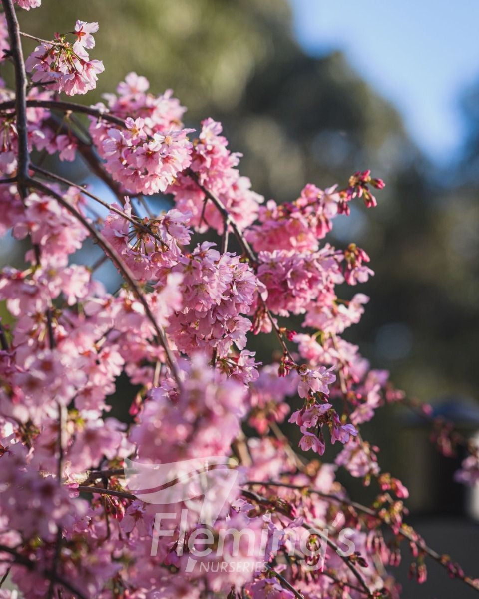 Prunus Pink Cascade Short 33cm