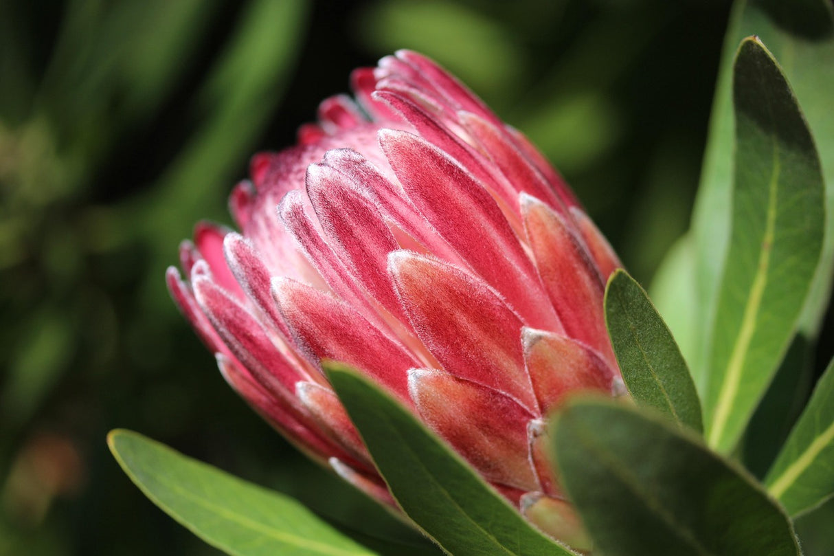 Protea 'Juliet' 25cm