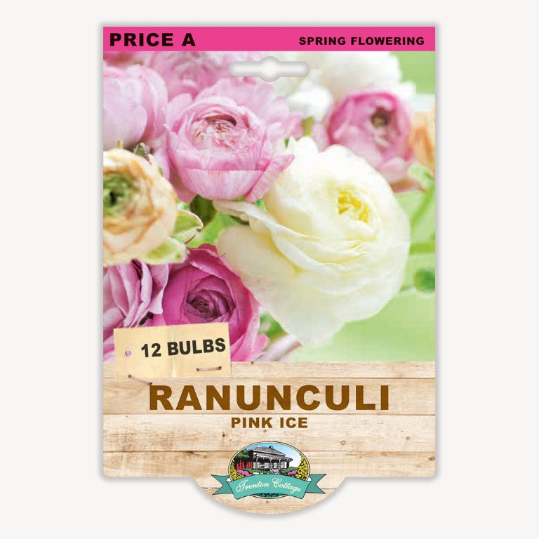 Ranunculus Pink Ice - 12 Bulbs