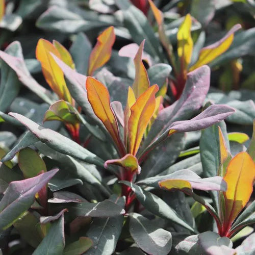 Euphorbia Ruby Glow 17cm