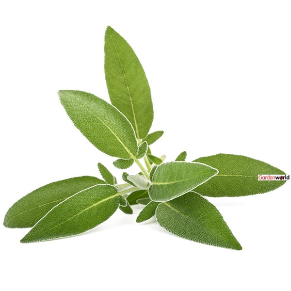 Sage Culinary 10cm