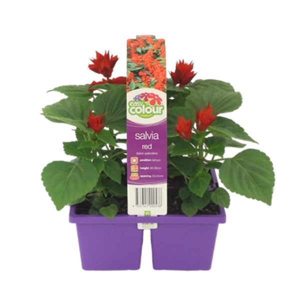Salvia Red