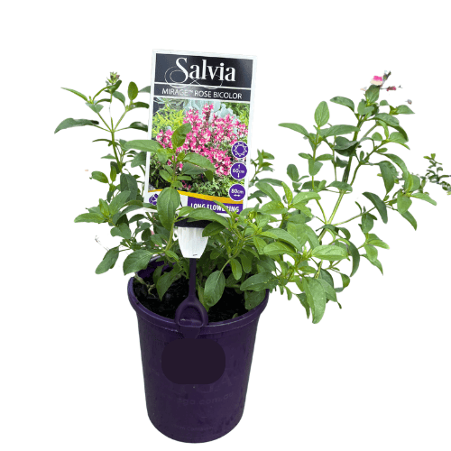 Salvia Mirage Rose Bicolor 14cm