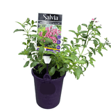 Salvia Mirage Rose Bicolor 14cm